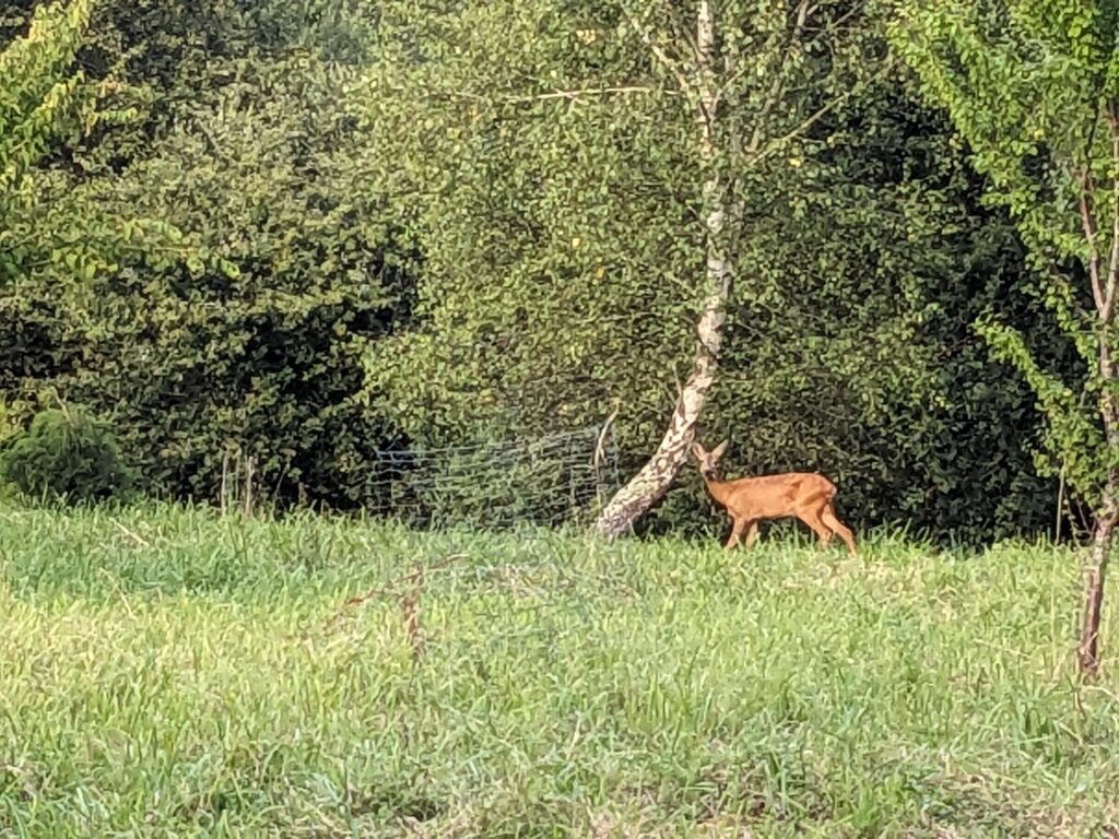 Un chevreuil égaré dans l'arboretum