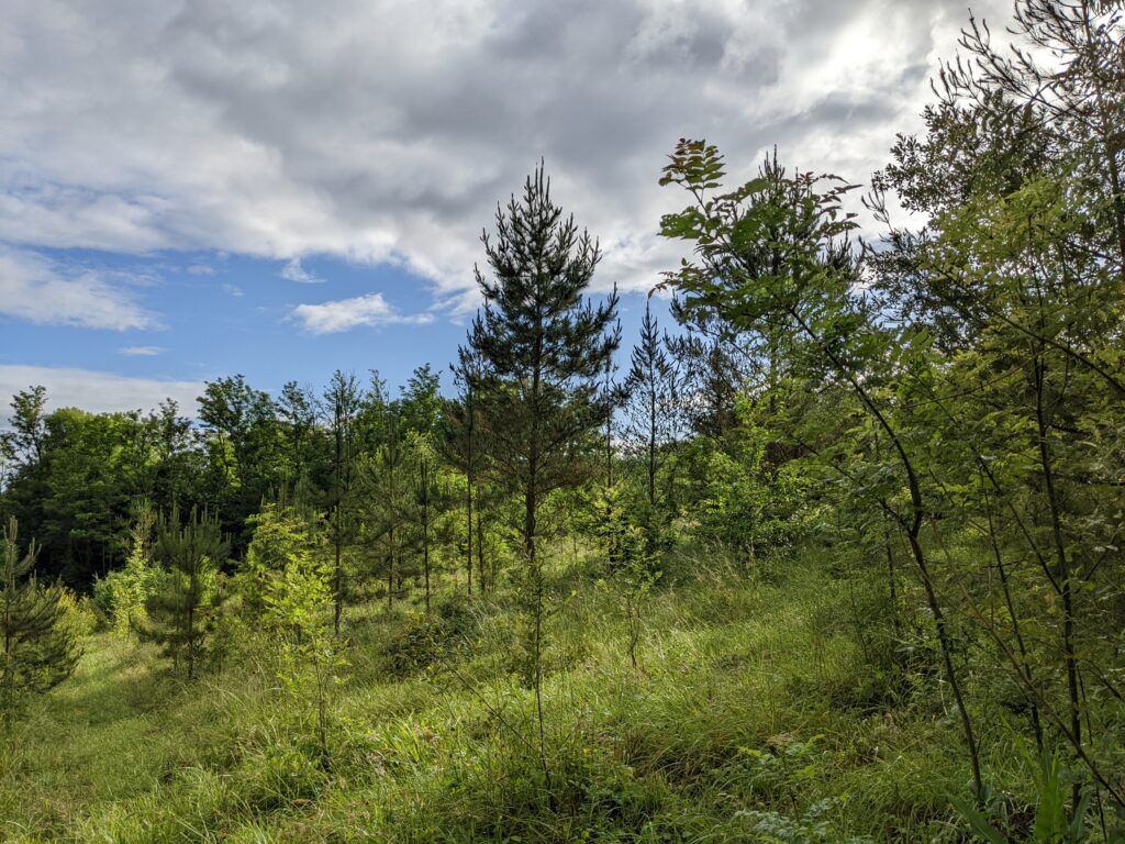 2022-vue-jardin-dessai