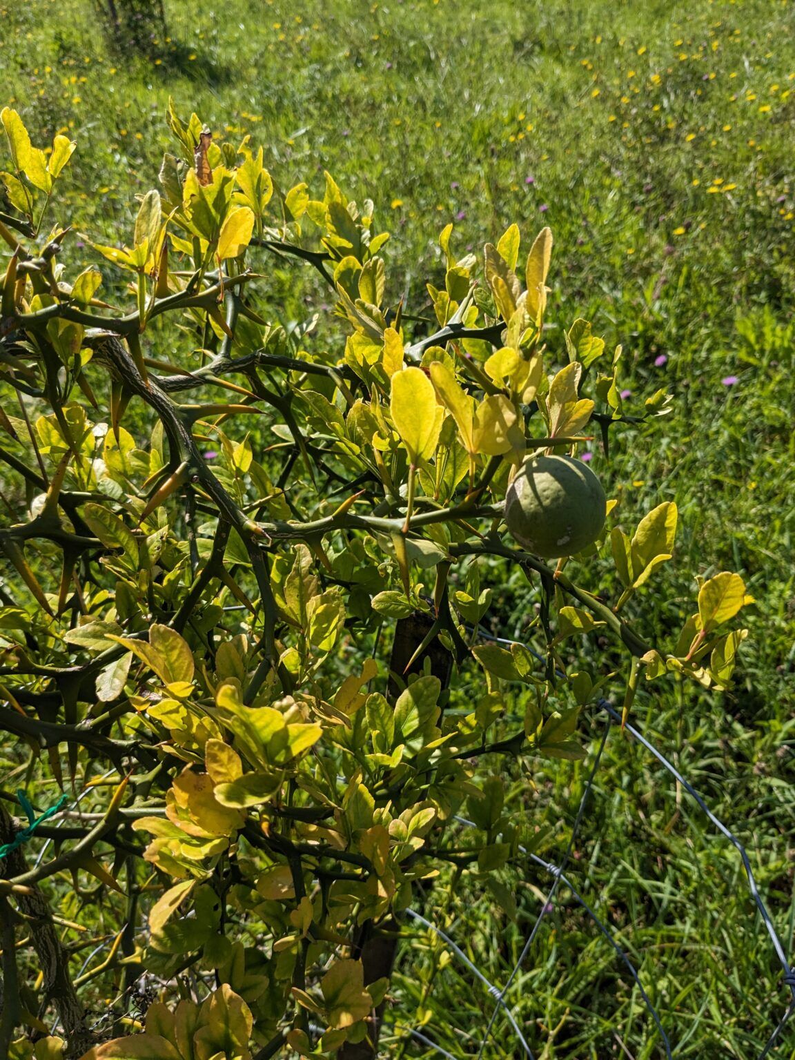 Poncirus-trifoliata