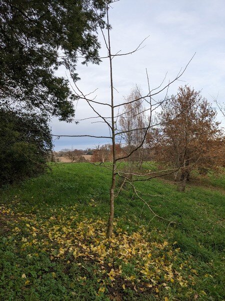 L’arbre aux mouchoirs