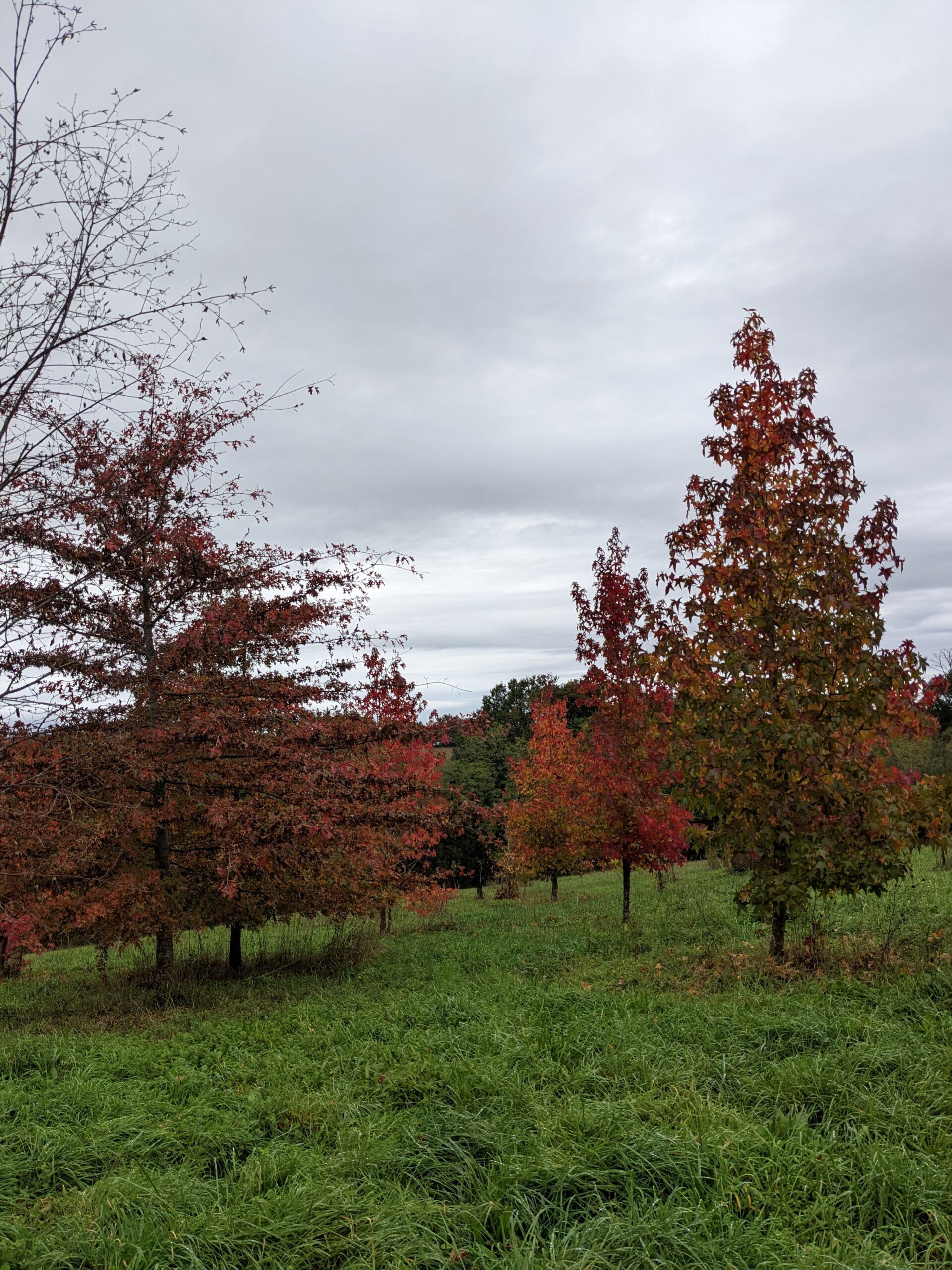 L’arbre aux mouchoirs
