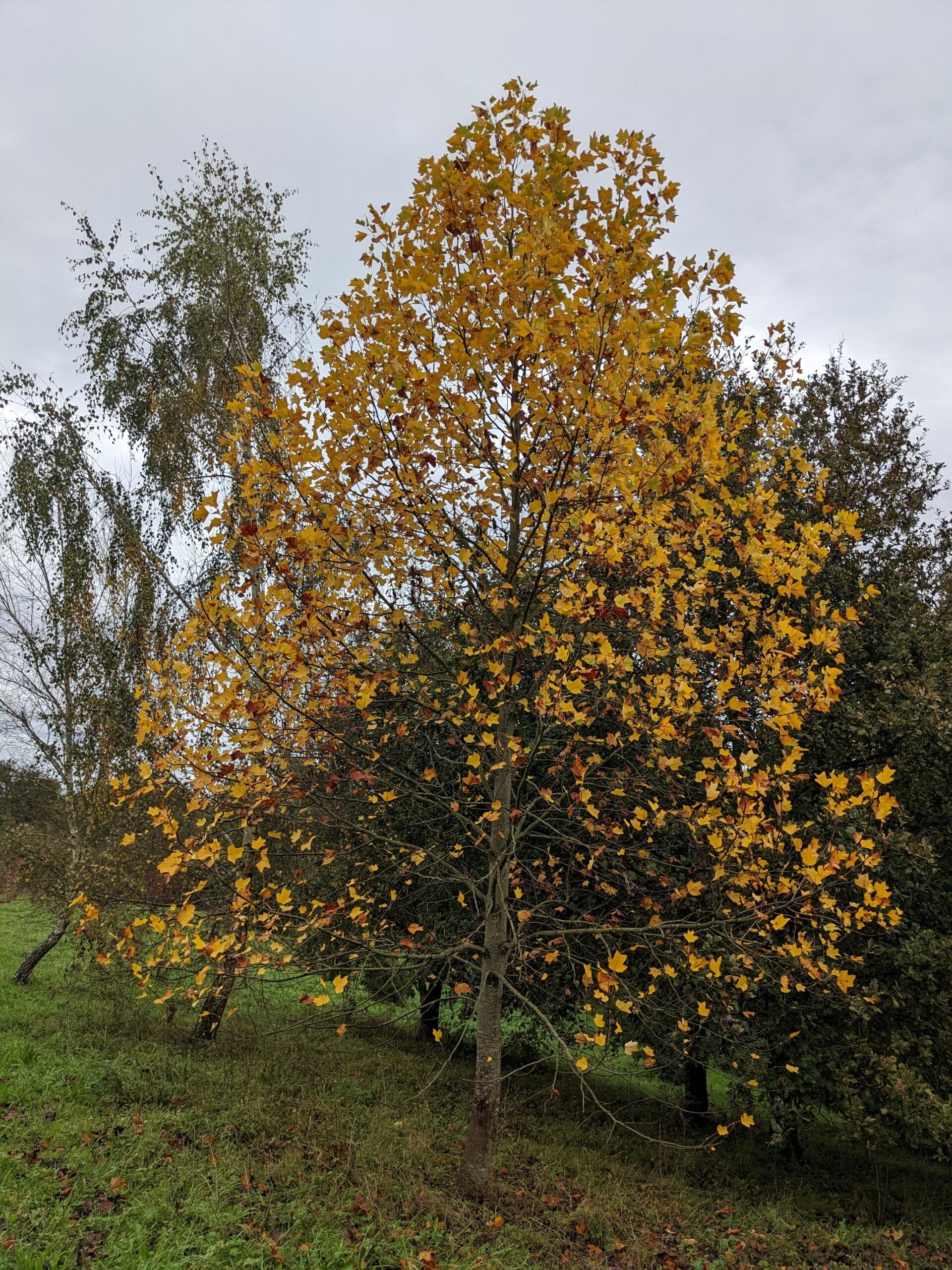 L’arbre aux mouchoirs