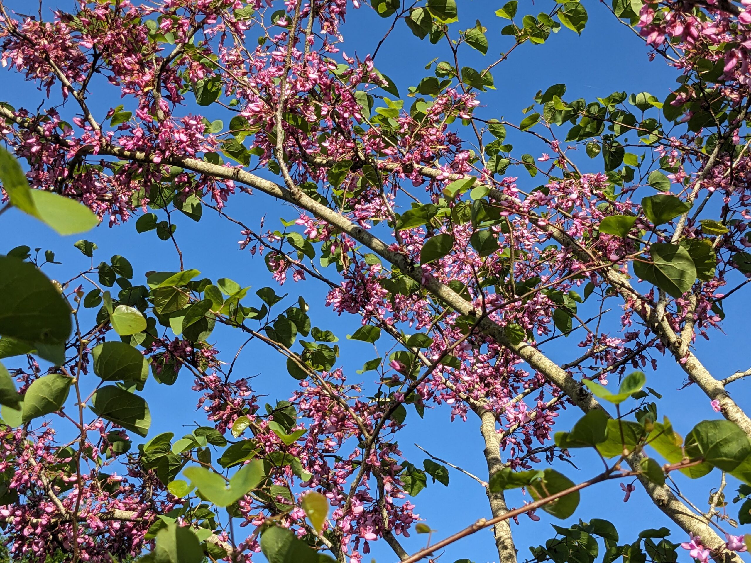 Arbre de Judée