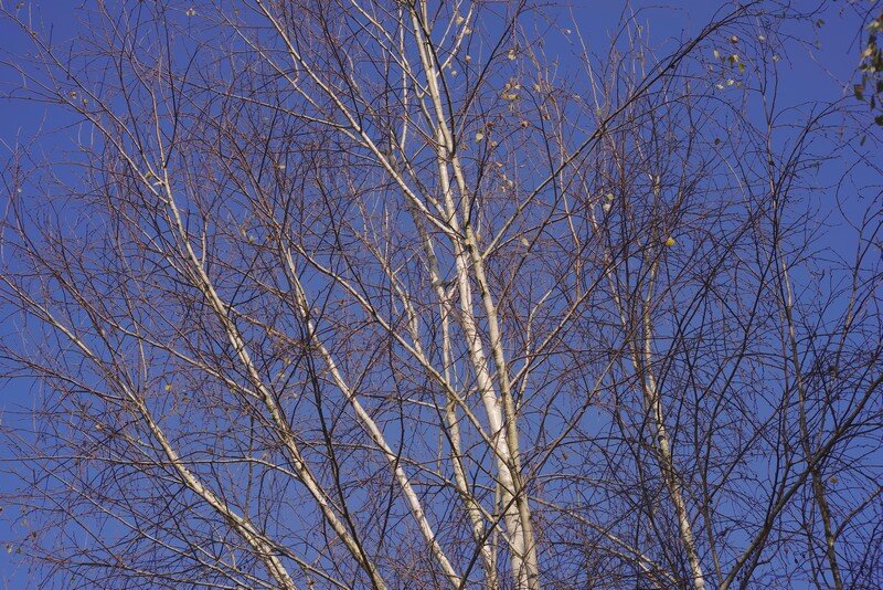 Betula pendula