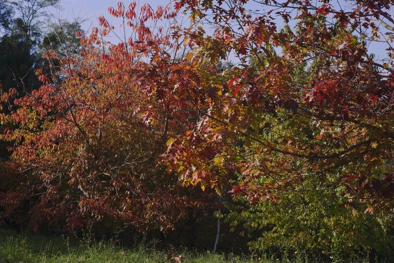 L’arbre aux mouchoirs