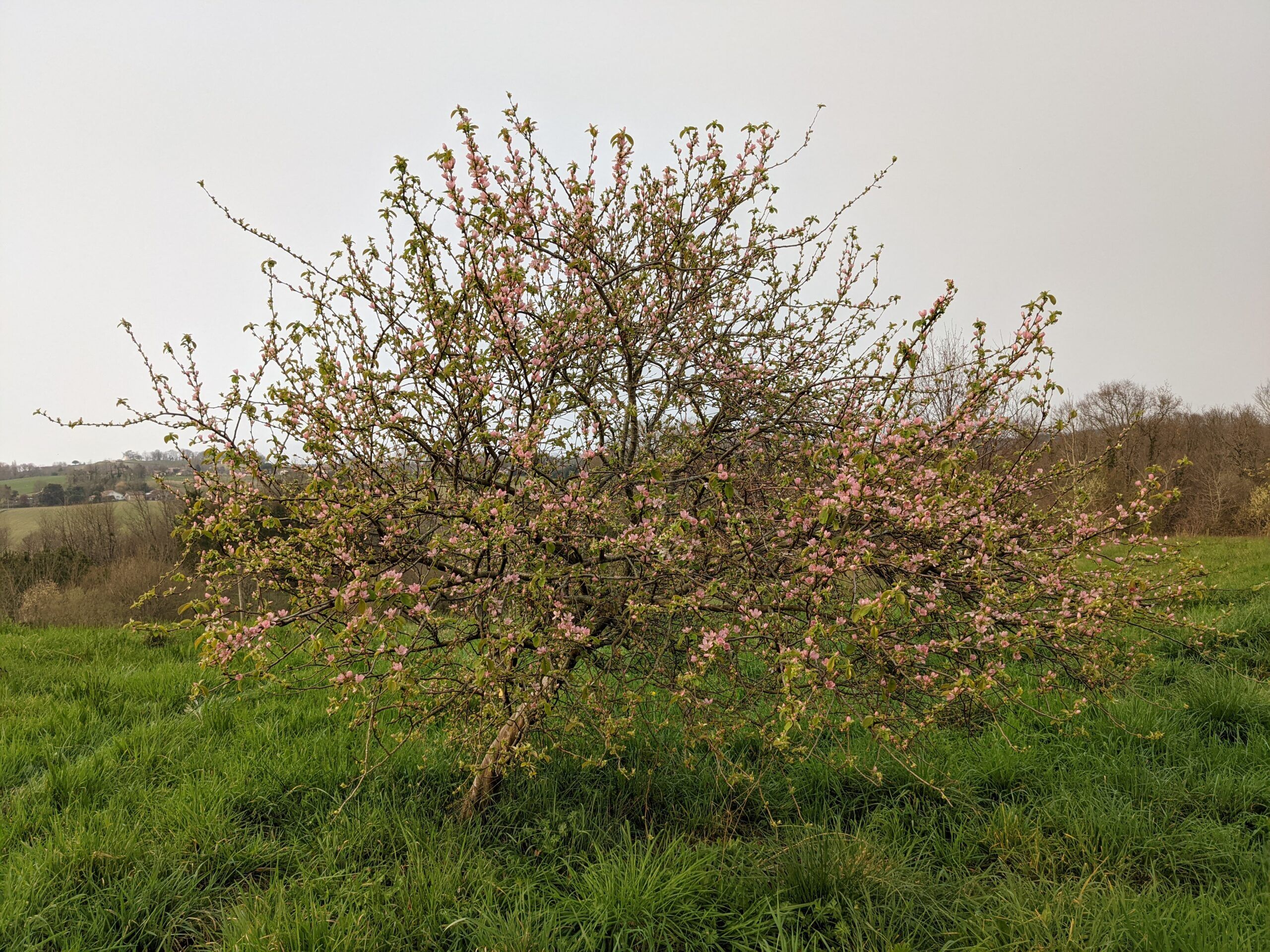 L’arbre aux mouchoirs