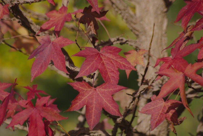 Feuilles liquidambar