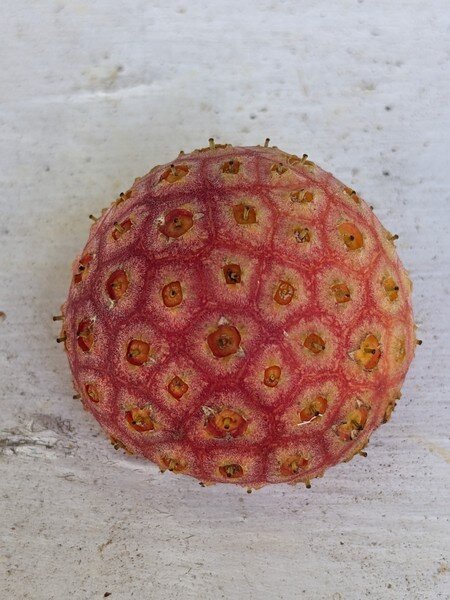 Fruit du cornus capitata
