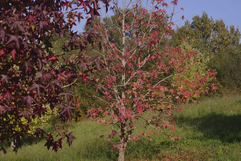 L’arbre aux mouchoirs