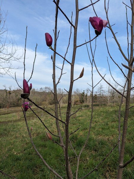 L’arbre aux mouchoirs