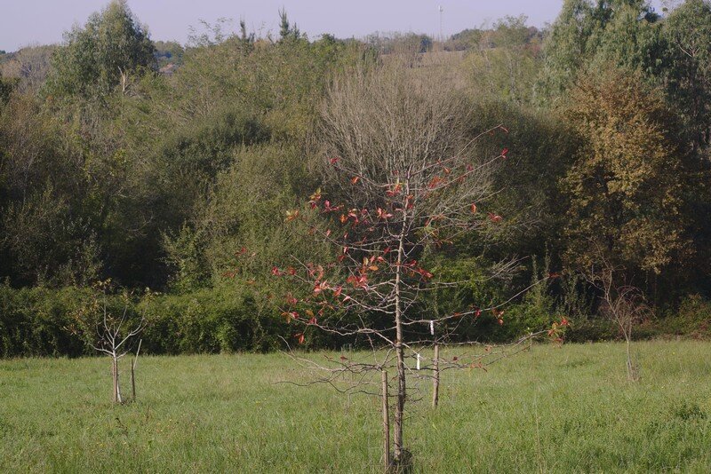 L’arbre aux mouchoirs
