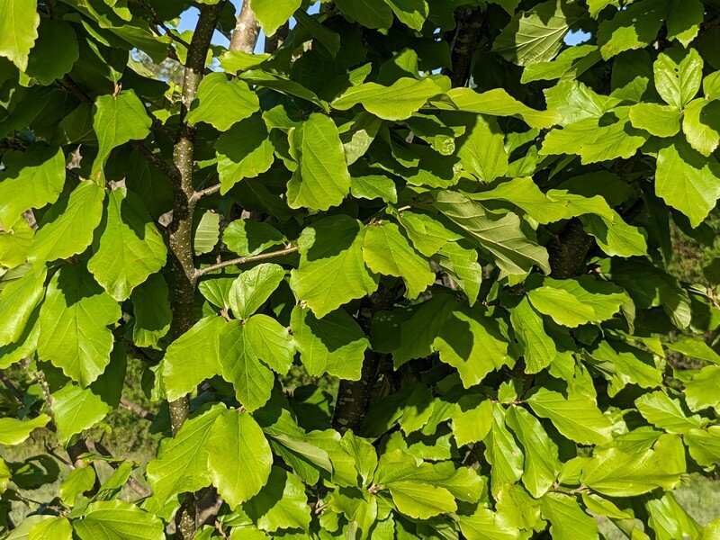 L’arbre aux mouchoirs