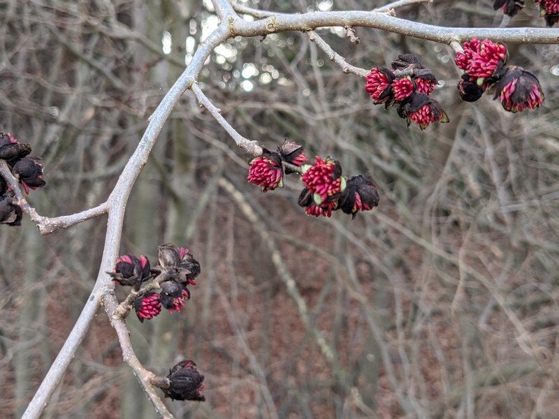 Parrotia persica en hiver