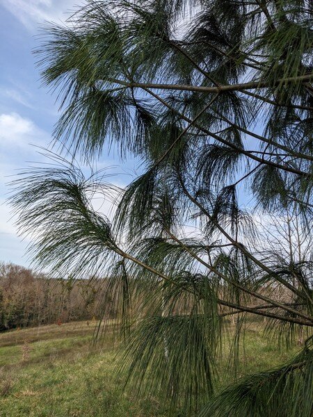 Pinus wallichinia