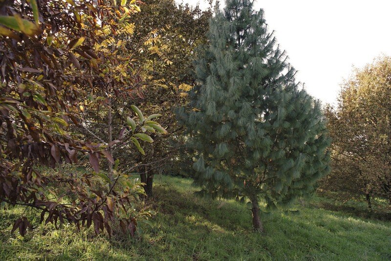 L’arbre aux mouchoirs
