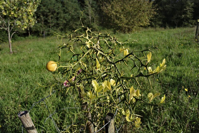 L’arbre aux mouchoirs