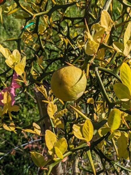 Premier fruit du Poncirus trifoliata