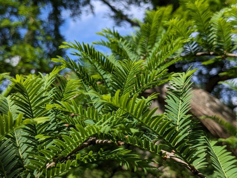 L’arbre aux mouchoirs