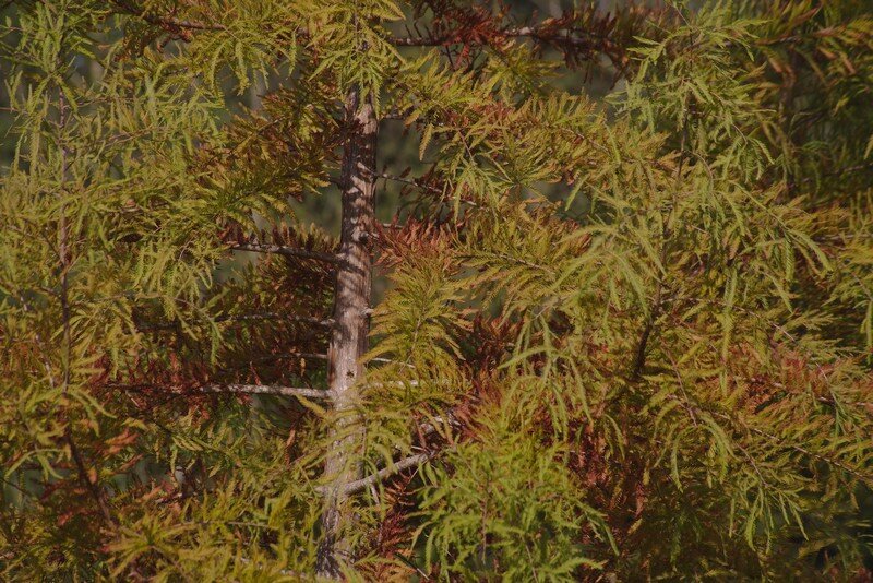Taxodium distichum