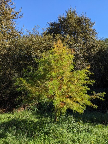 L’arbre aux mouchoirs
