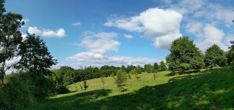 L’arbre aux mouchoirs
