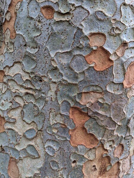 L’arbre aux mouchoirs