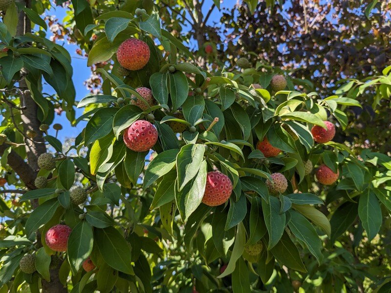 L’arbre aux mouchoirs