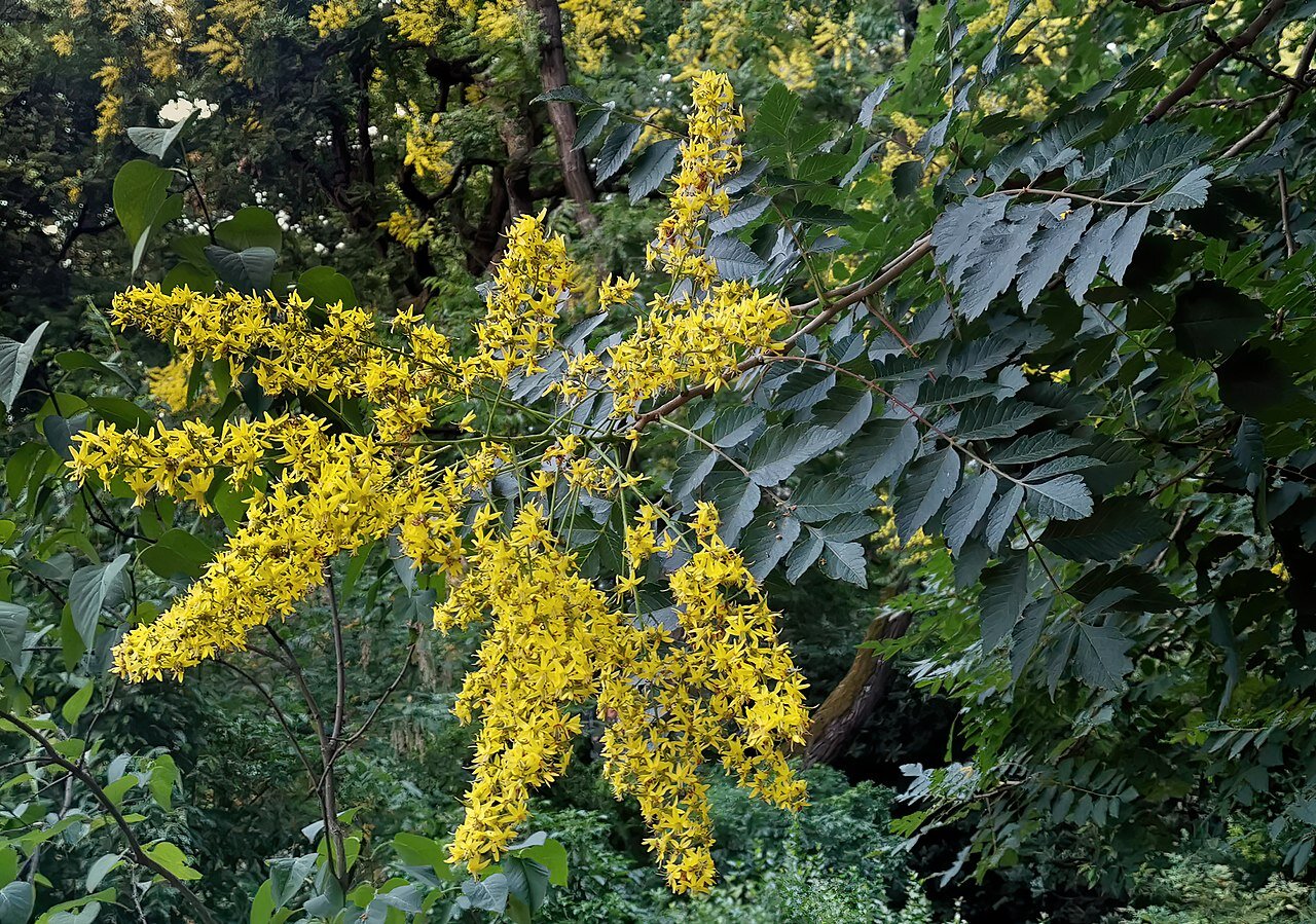 L’arbre aux mouchoirs