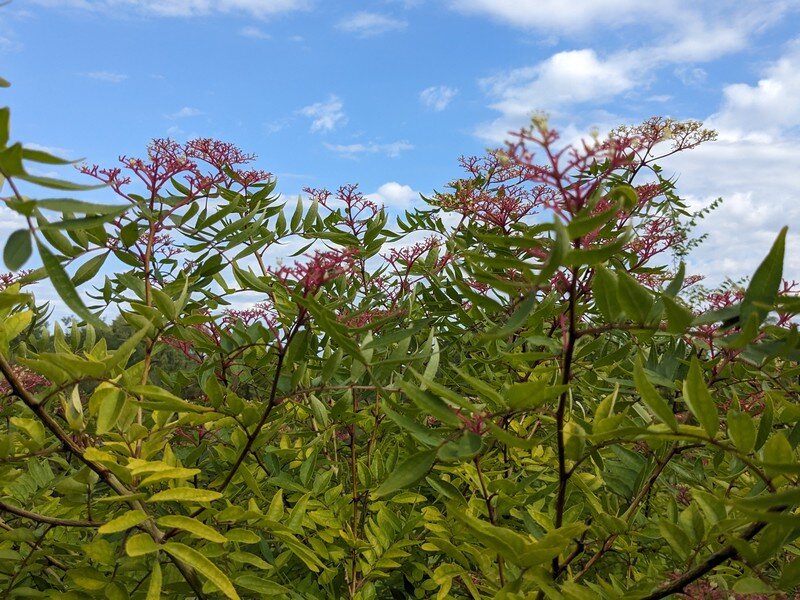 L’arbre aux mouchoirs