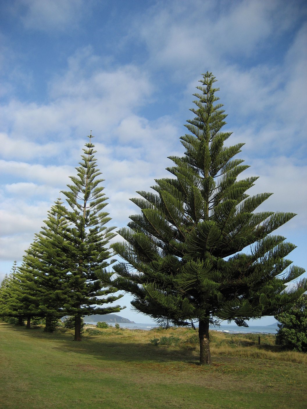 Araucaria