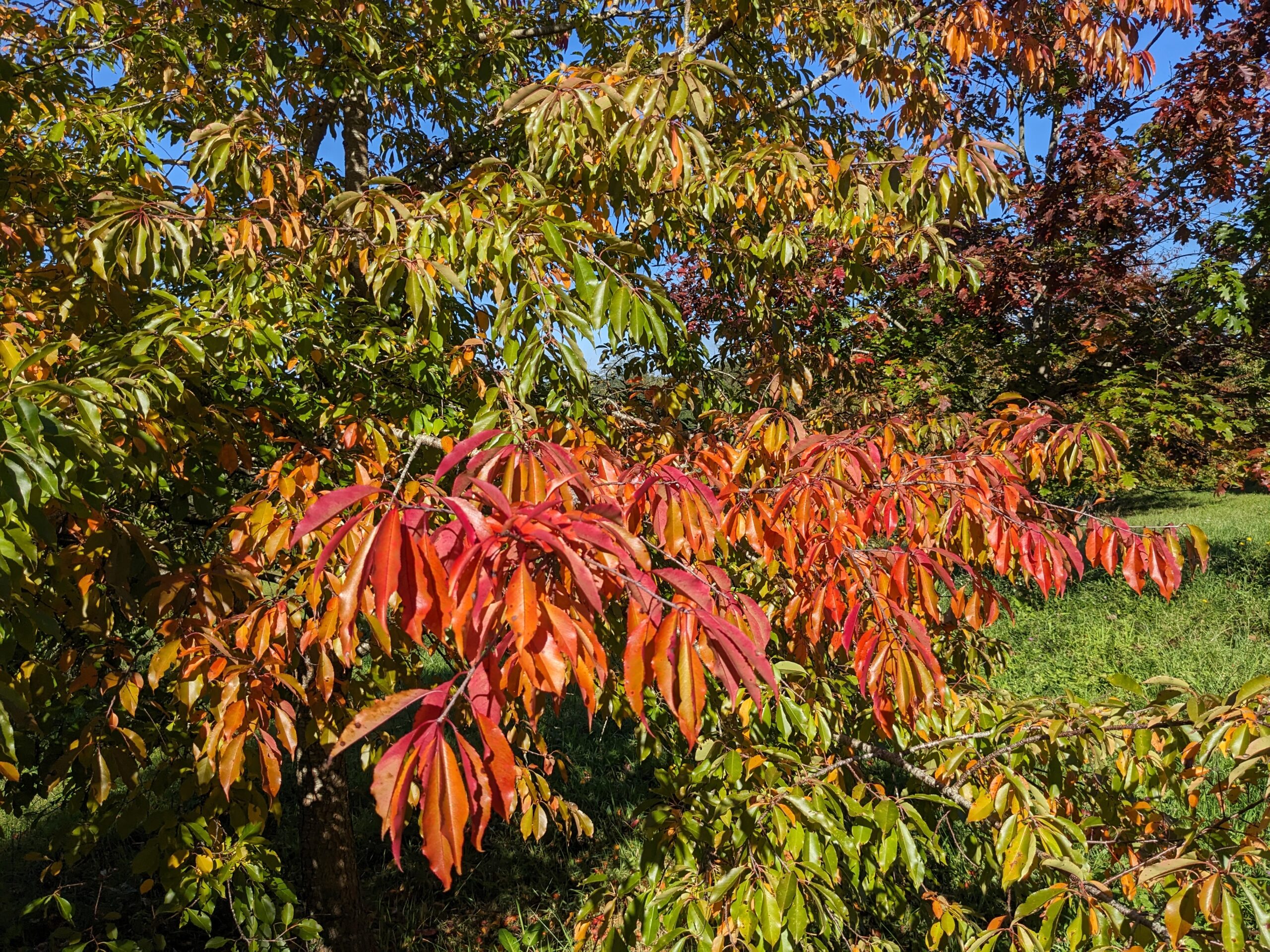 Cerisier tardif au Bassecq