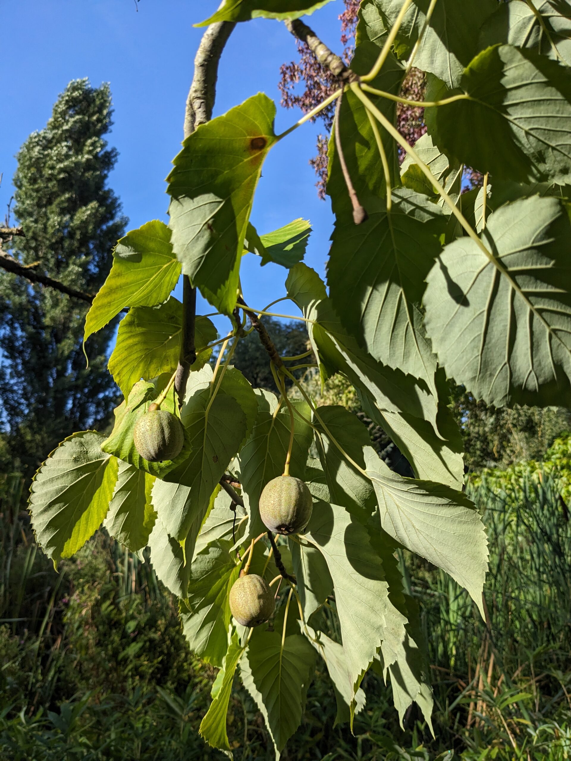Davidia, Arbre aux mouchoirs