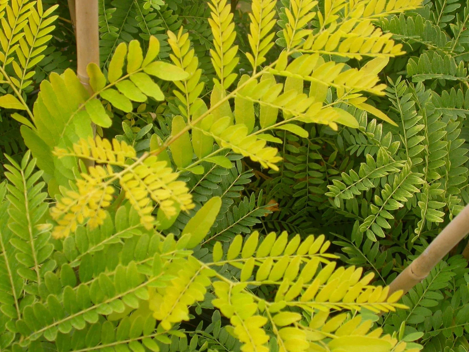 Févier d’Amérique