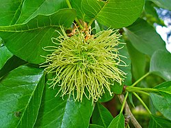 Fleur de maclura