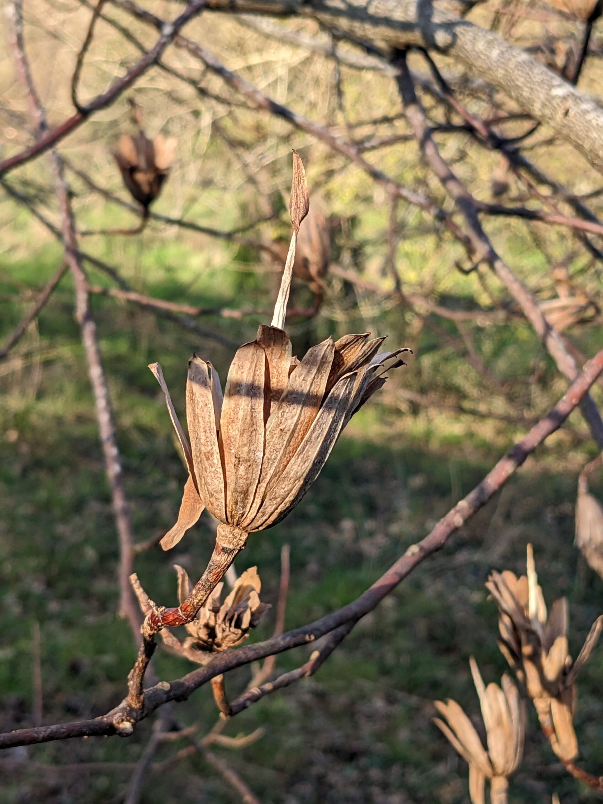 Fleurs fanées de tulipier 2025