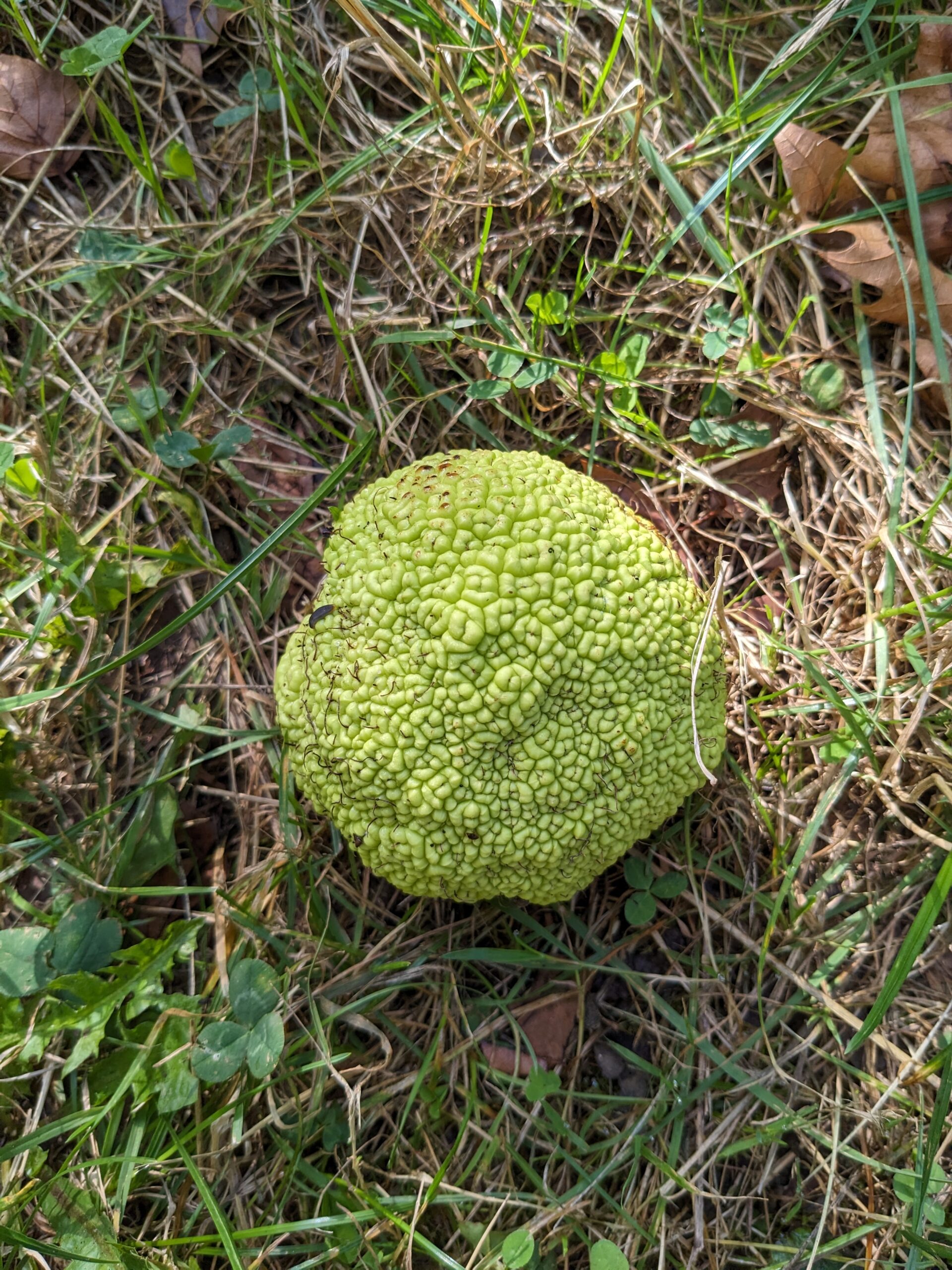 Fruit du maclura