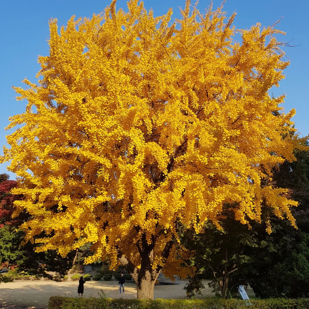 Ginkgo-Bilobas-TN-Nursery_1024x1024