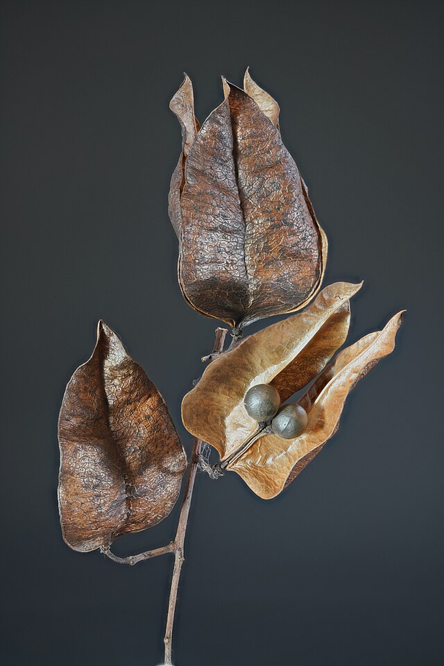 Koelreuteria_paniculata