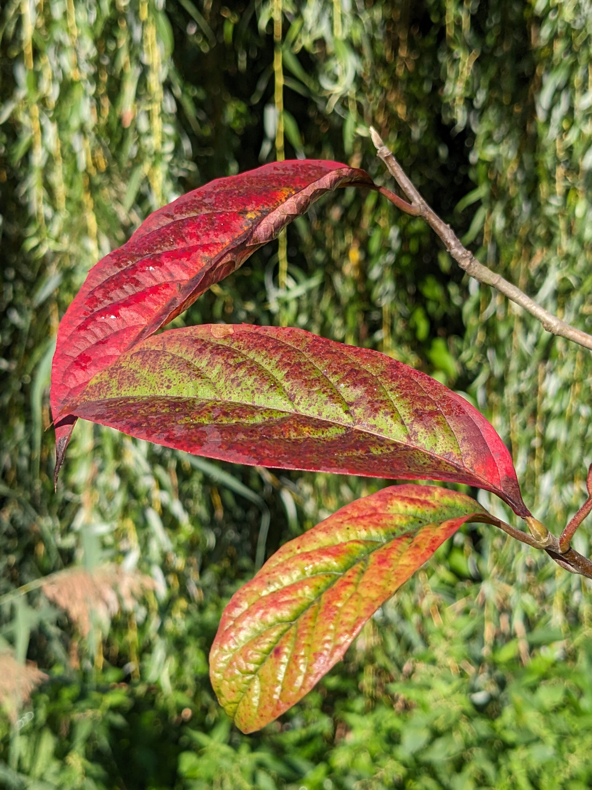 Nyssa sinensis