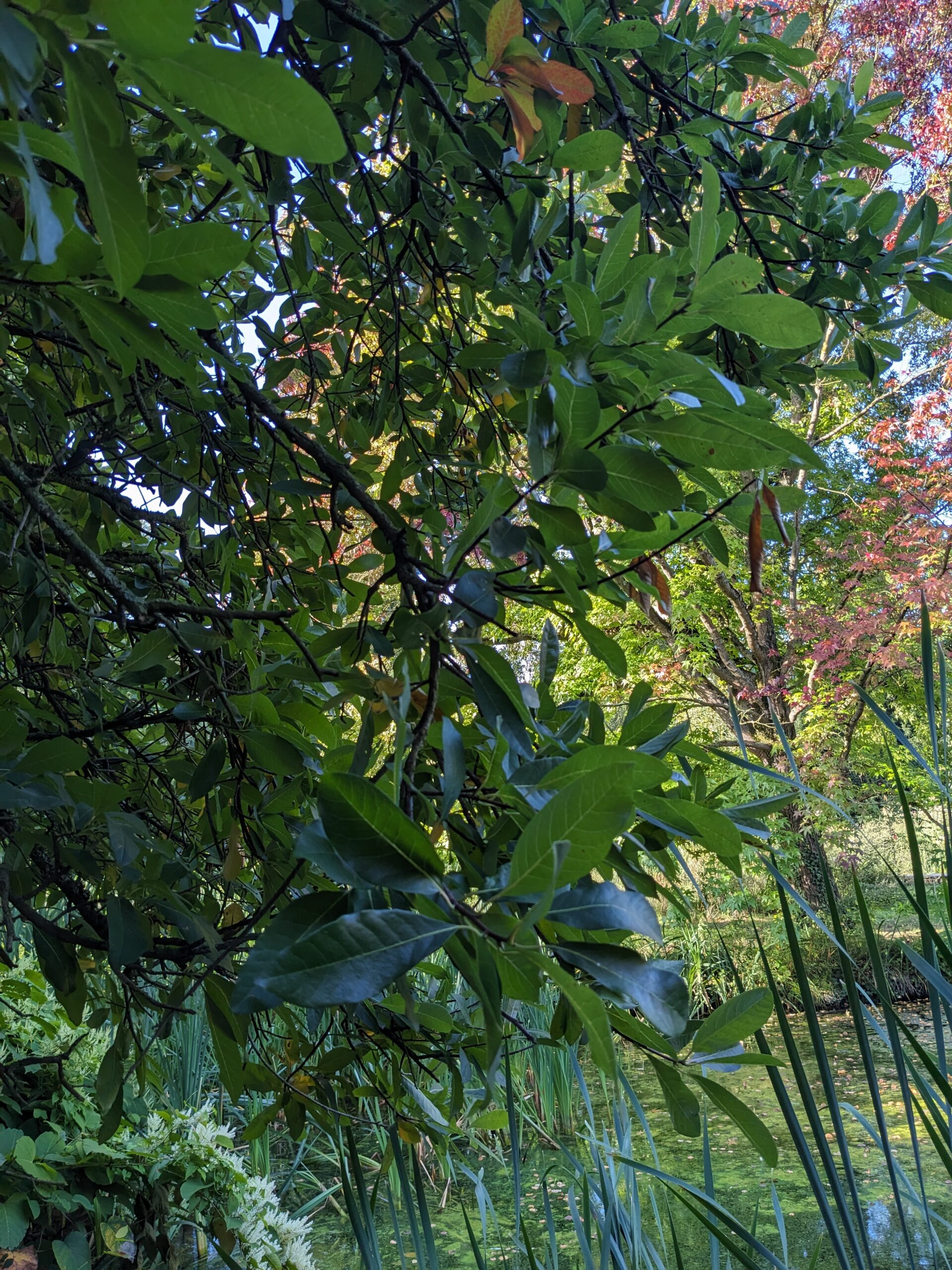 Nyssa sylvatica