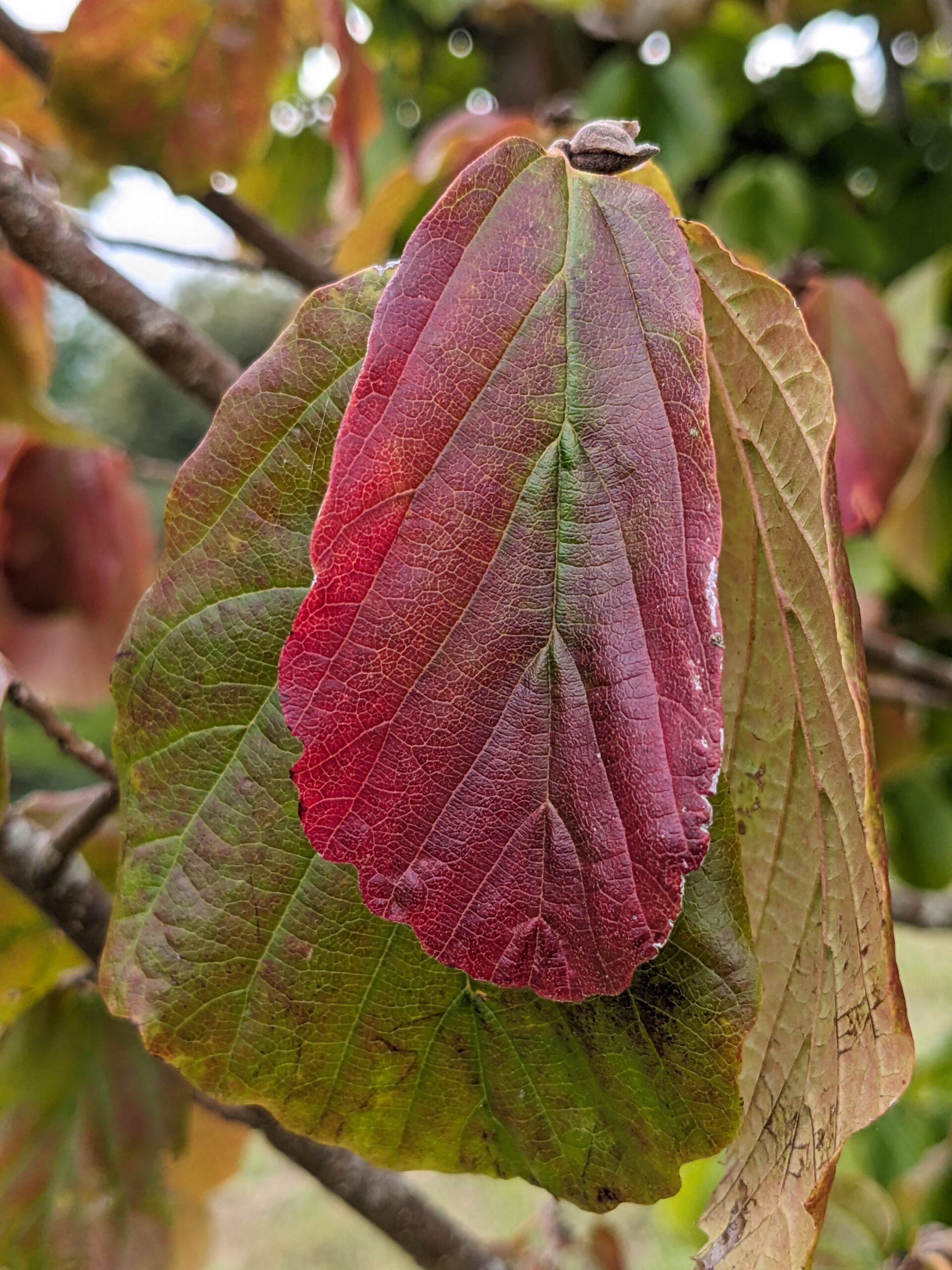Parrotia persica