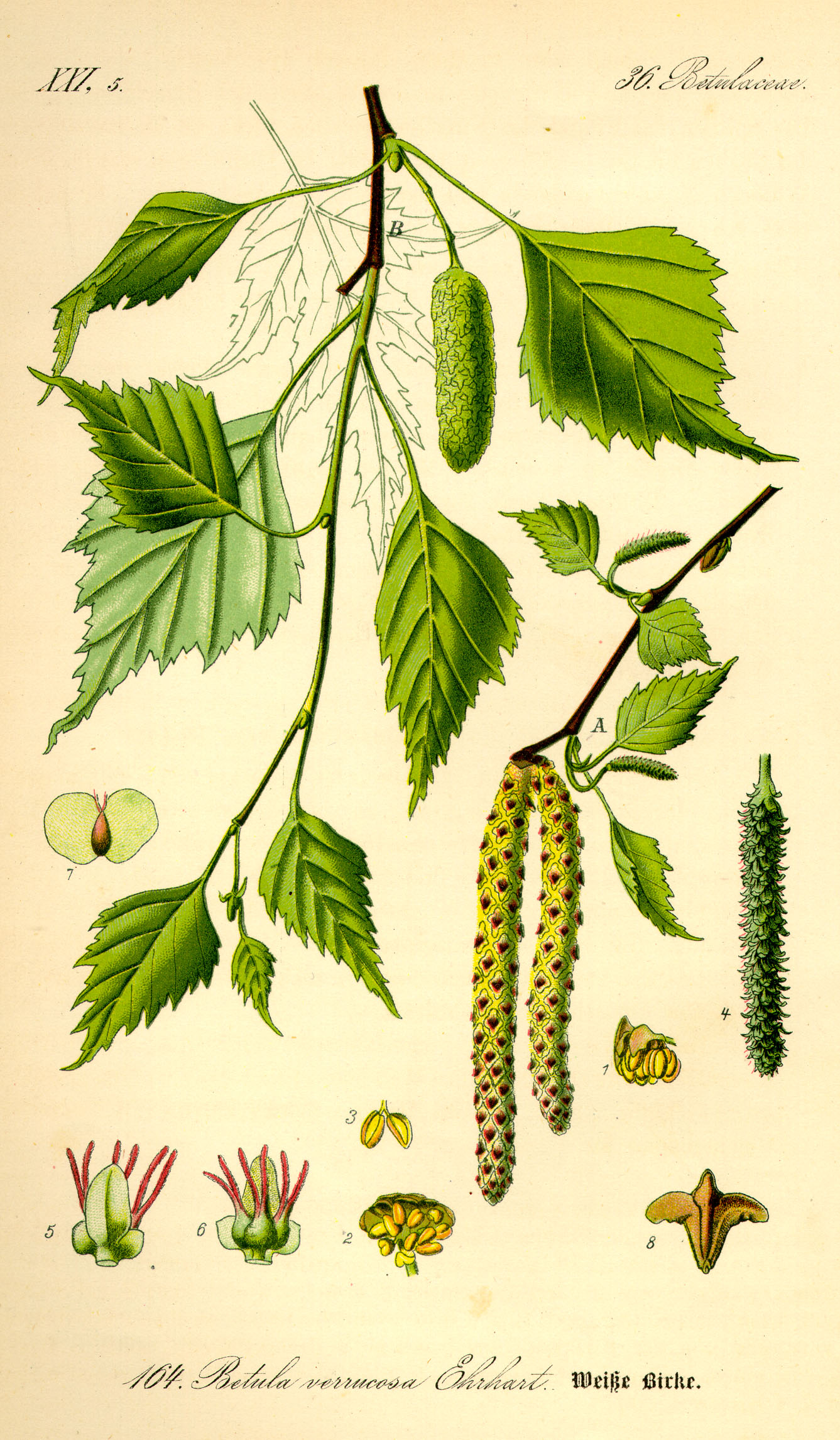 Planche de Betula verrucosa