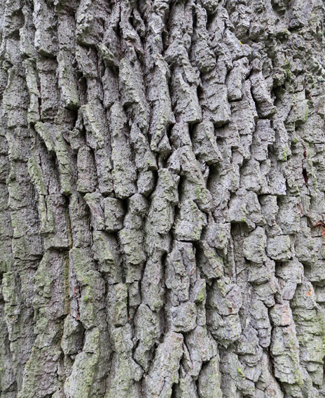 Quercus robur © Chahalot