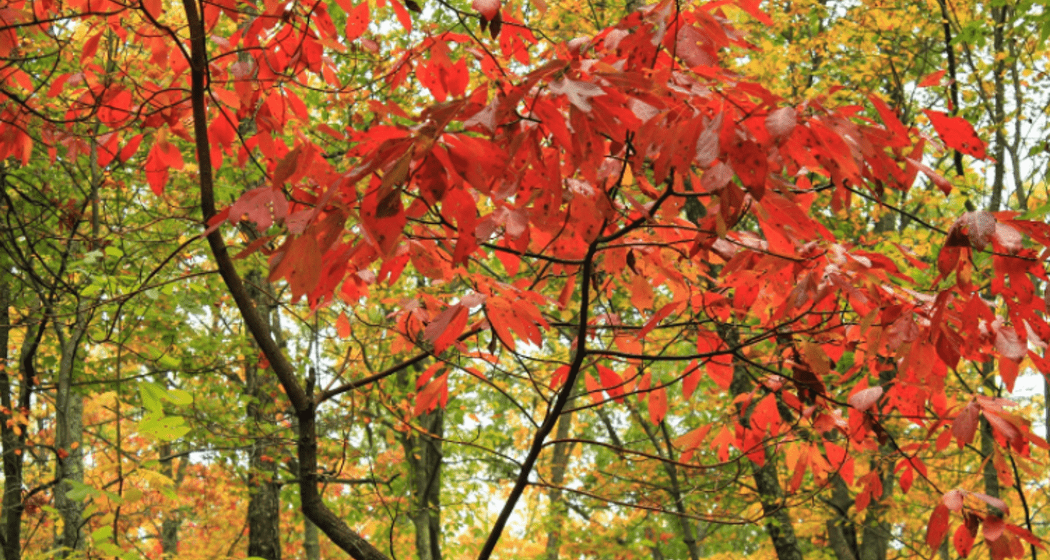 Sassafras-des-Iroquois