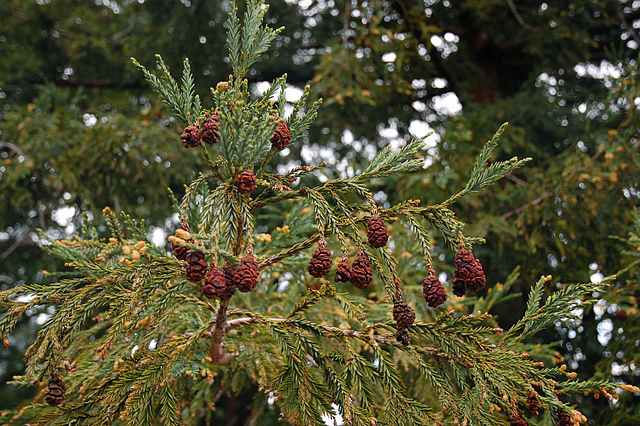 Sequoia_sempervirens