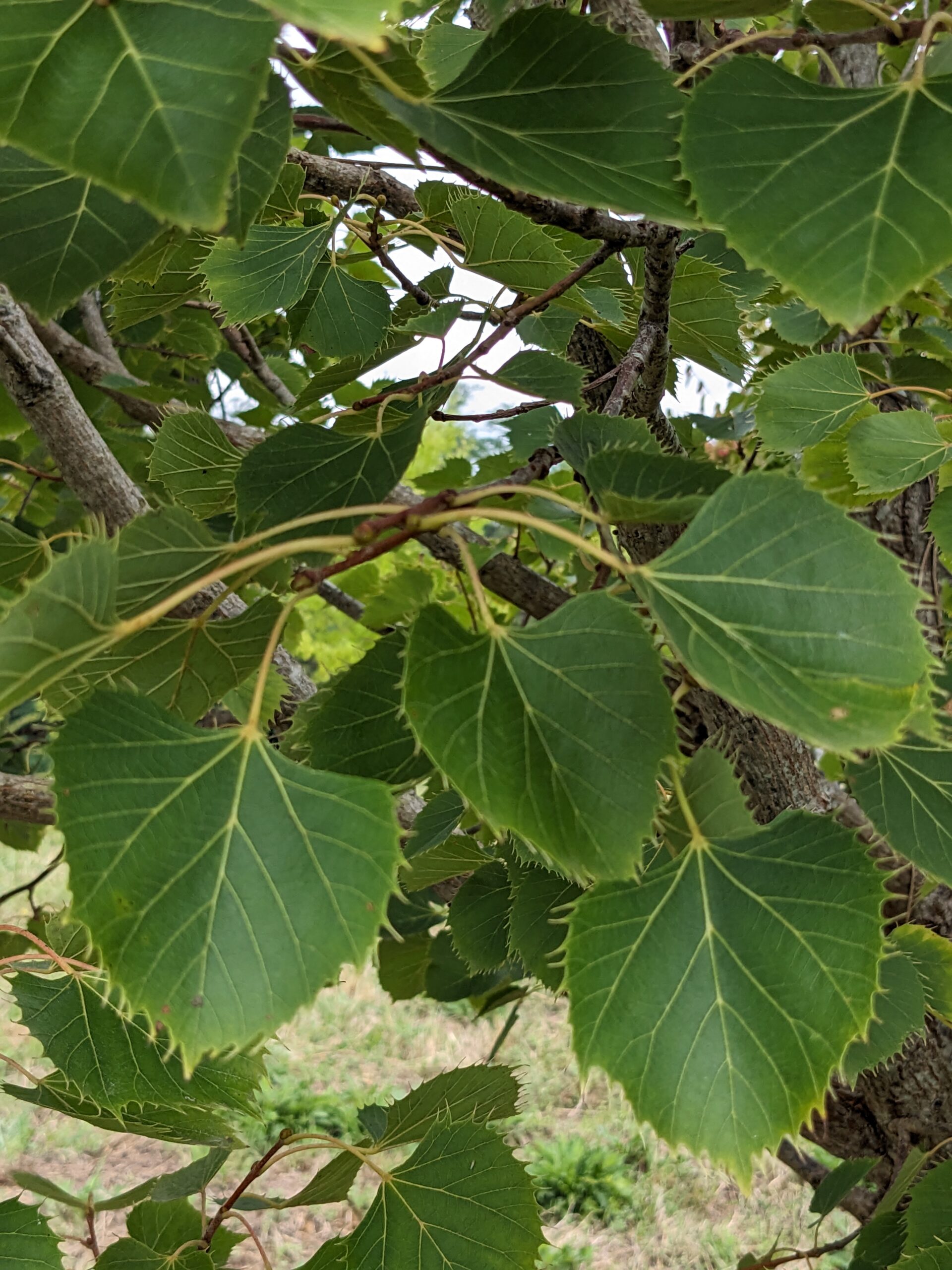 Tilia henryana