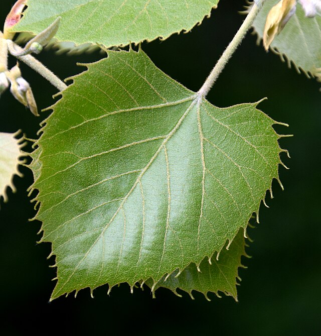 Tilia henryana Feuille