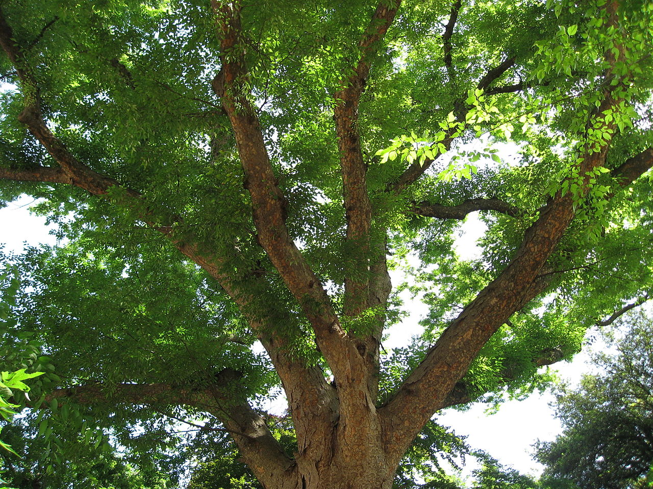 Zelkova serrata