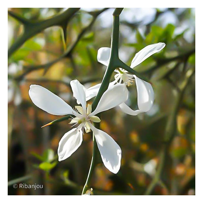 citronnier-epineux-bio