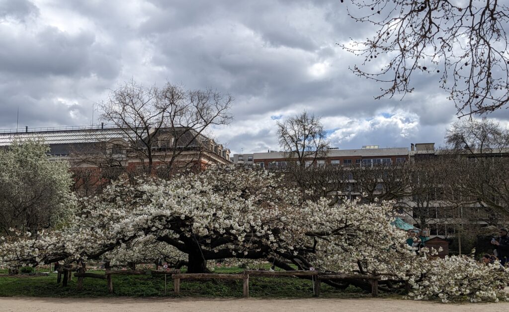 Le cerisier du Japon au printemps 2023